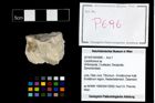 Foto (Objekt + Etikett) von Cyclothyreus sp.  (NHMW-GEO-2014-0194-0696)
